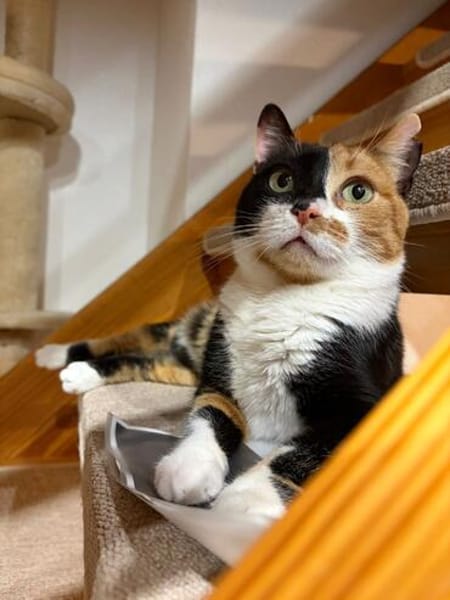 Hazel aus dem Tierschutz