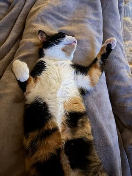 Hazel aus dem Tierschutz