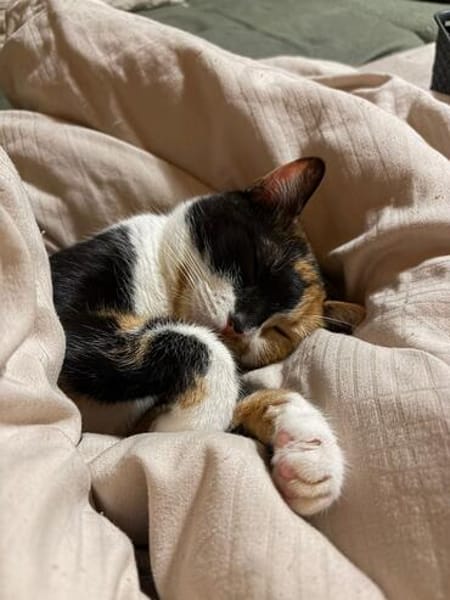 Hazel aus dem Tierschutz