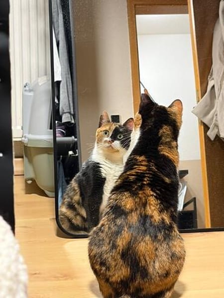 Hazel aus dem Tierschutz