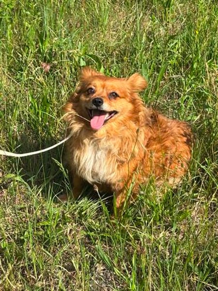 Chili, eine perfekte Anfängerhund