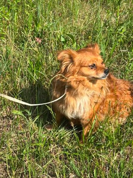 Chili, eine perfekte Anfängerhund