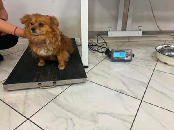 Chili, eine perfekte Anfängerhund