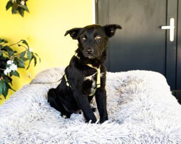 Pepper sucht sein für immer zu Hause....