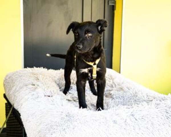 Pepper sucht sein für immer zu Hause....