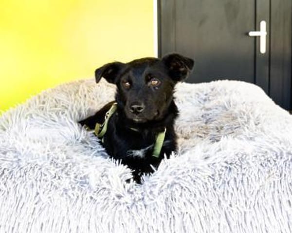 Pepper sucht sein für immer zu Hause....