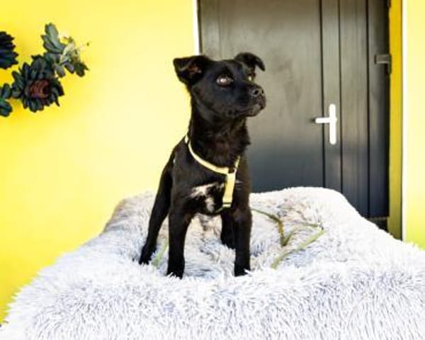 Pepper sucht sein für immer zu Hause....