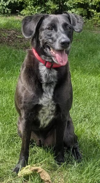 Labradormischling Pauli sucht Familie