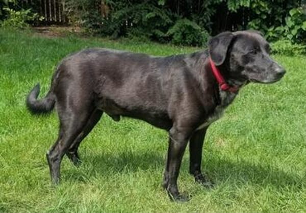 Labradormischling Pauli sucht Familie