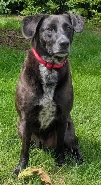 Labradormischling Pauli sucht Familie