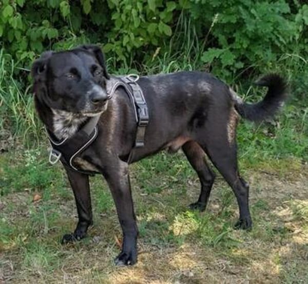 Labradormischling Pauli sucht Familie