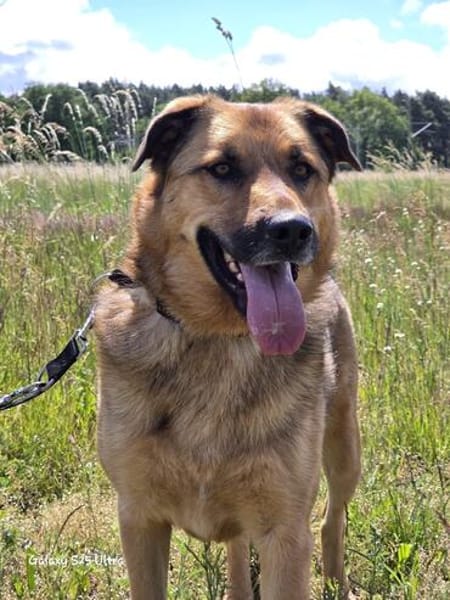 🐾 Samson  charmanter Familienhund