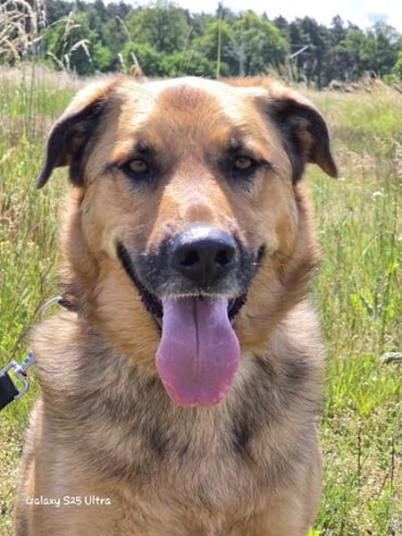 🐾 Samson  charmanter Familienhund