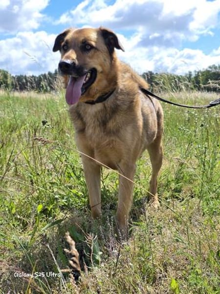 🐾 Samson  charmanter Familienhund