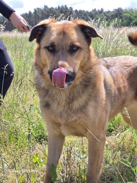 🐾 Samson  charmanter Familienhund