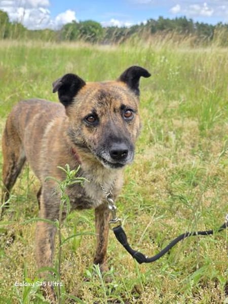 Sammy  - freundlicher Hundemann