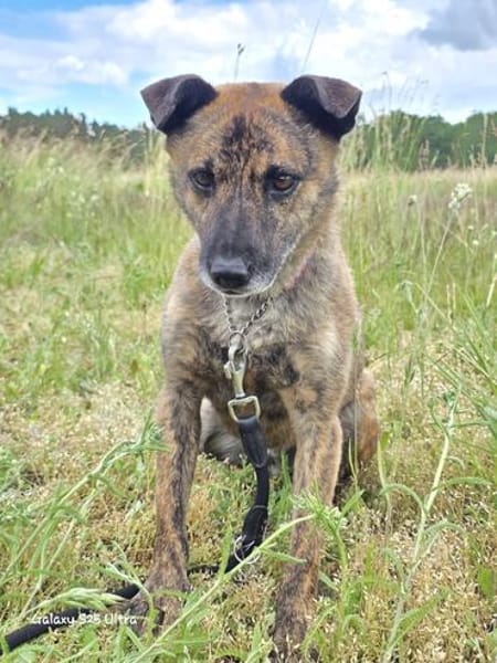 Sammy  - freundlicher Hundemann