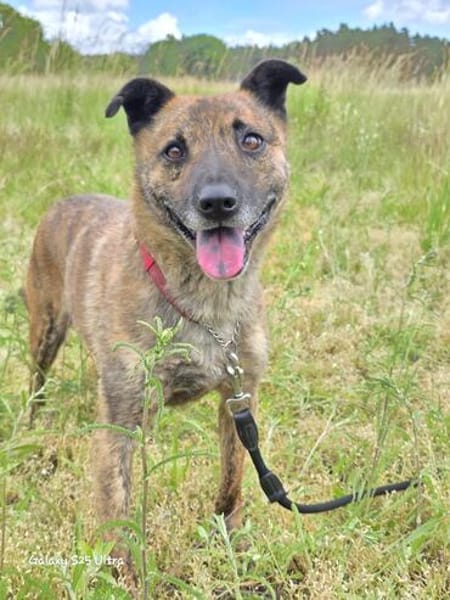 Sammy  - freundlicher Hundemann