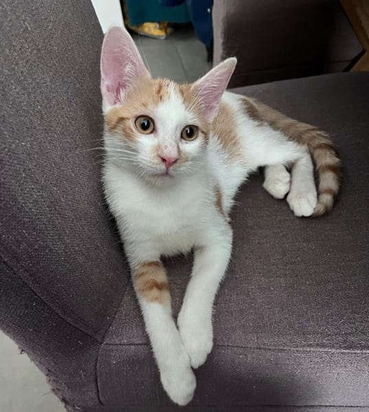 LEVI, chaton créole mâle