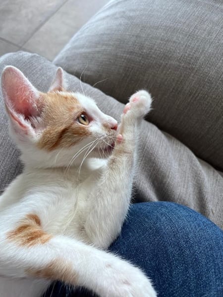 LEVI, chaton créole mâle