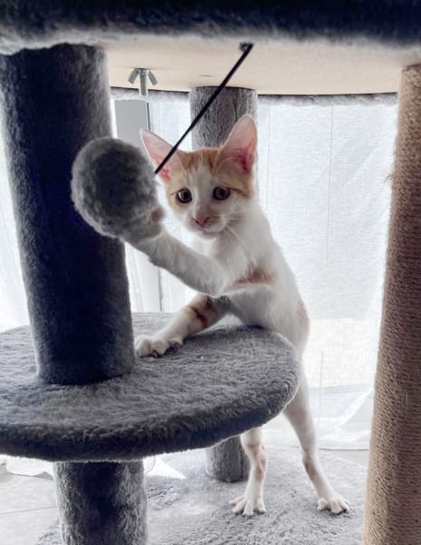 LEVI, chaton créole mâle