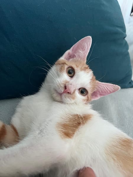 LEVI, chaton créole mâle