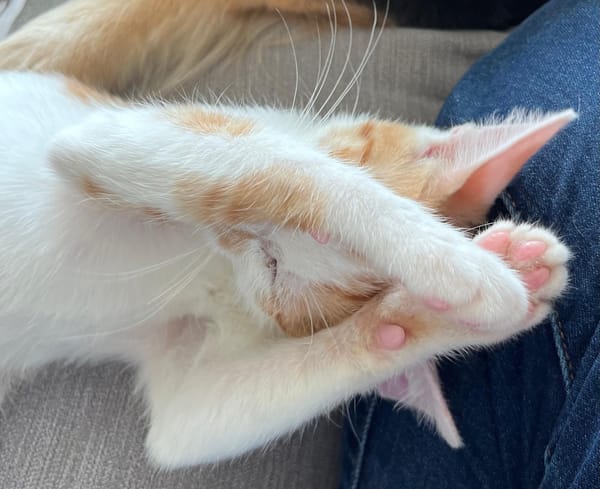 LEVI, chaton créole mâle