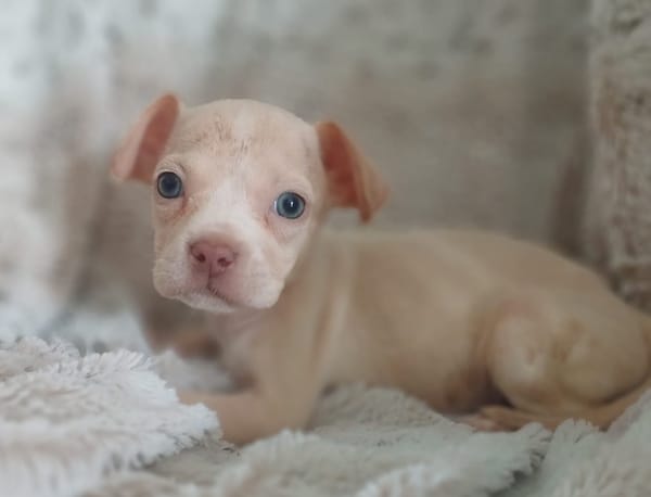CAMELYA, chiot femelle croisée Bouledogue Français