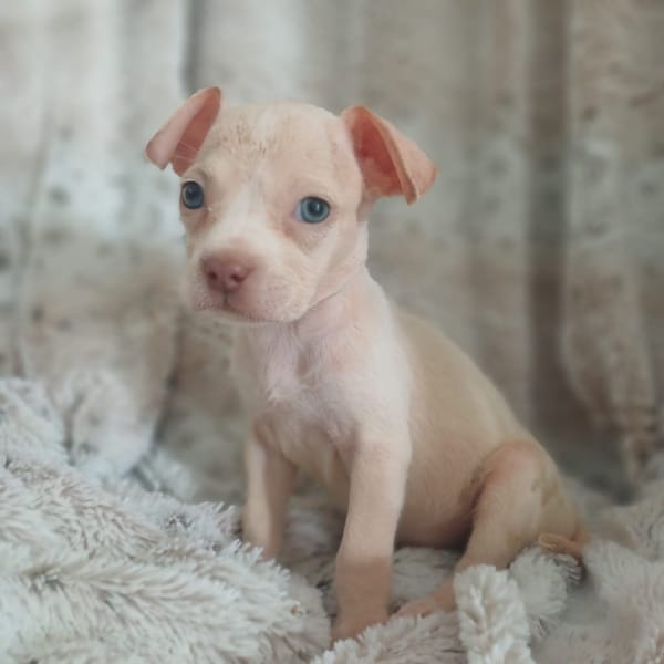 CAMELYA, chiot femelle croisée Bouledogue Français