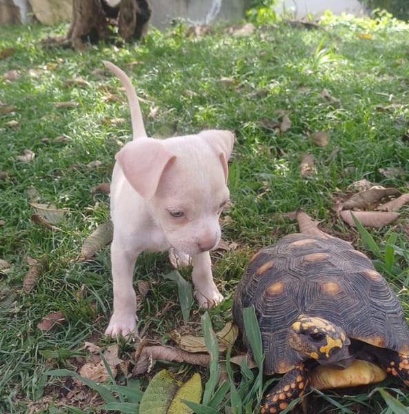 CAMELYA, chiot femelle croisée Bouledogue Français