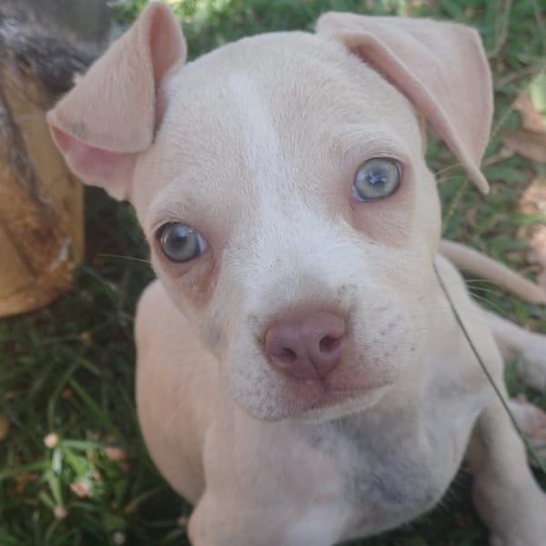 CAMELYA, chiot femelle croisée Bouledogue Français