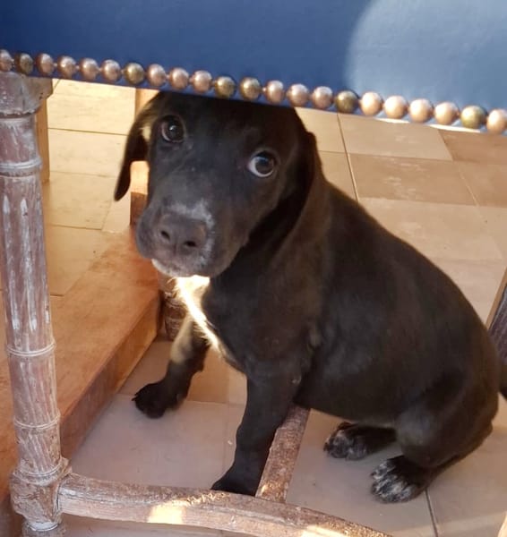 NERA, chiot femelle croisée braque