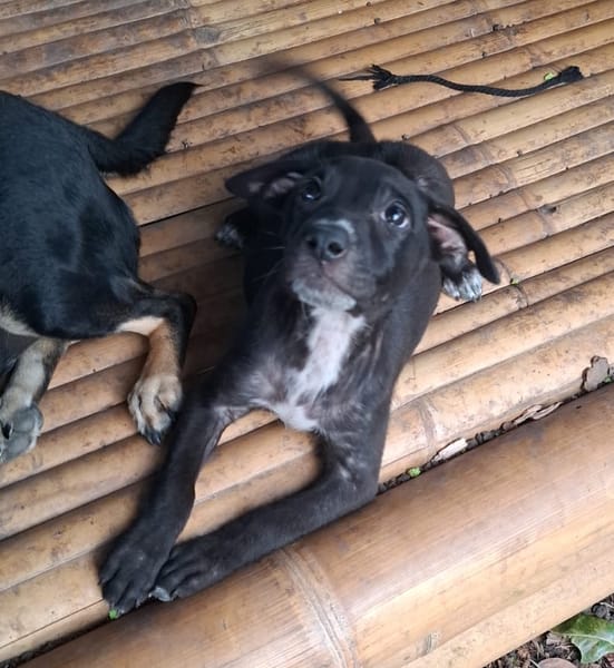 NERA, chiot femelle croisée braque