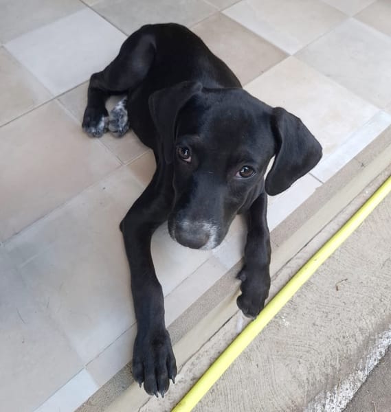 NEBBIU, chiot femelle croisée braque