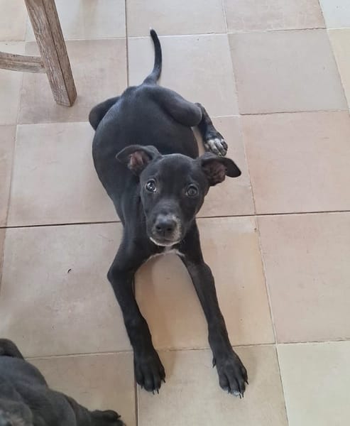 NEBBIU, chiot femelle croisée braque
