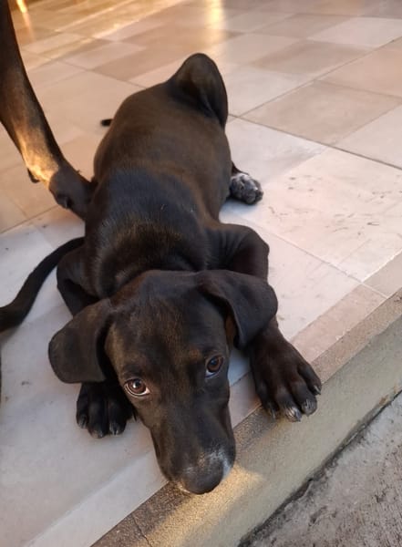 NEBBIU, chiot femelle croisée braque