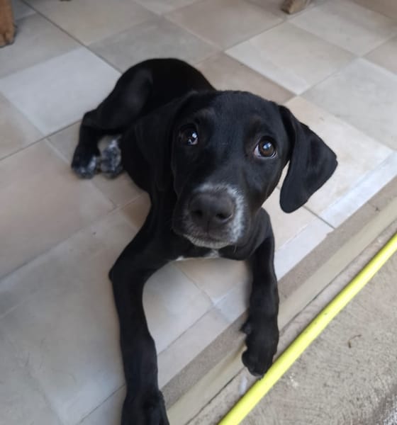 NEBBIU, chiot femelle croisée braque