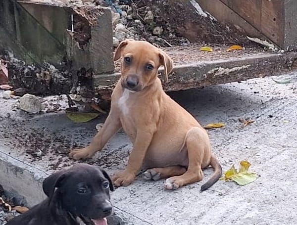 NUCCIOLA, chiot femelle croisée braque
