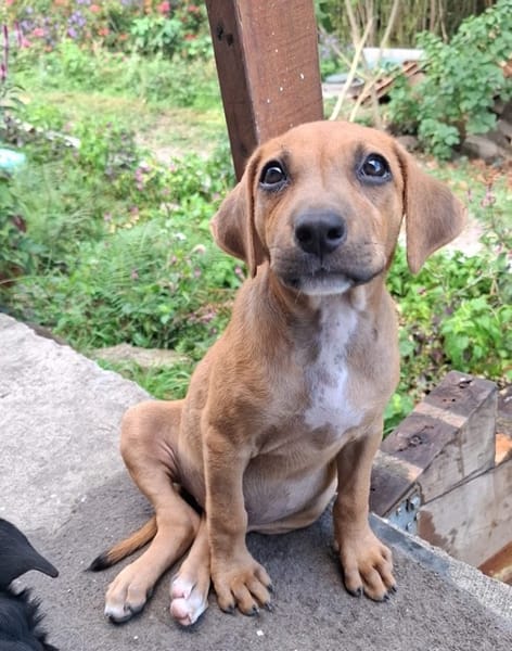 NUCCIOLA, chiot femelle croisée braque