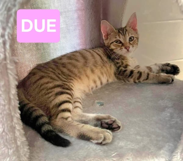 UNO / DUE / TRE / QUATTRO / CINQUE
