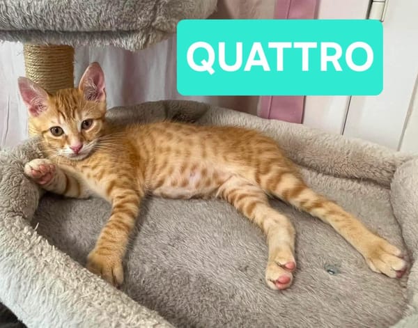 UNO / DUE / TRE / QUATTRO / CINQUE