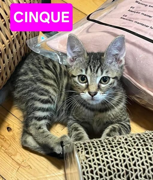 UNO / DUE / TRE / QUATTRO / CINQUE