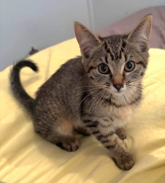 RAVI ET OLI À ADOPTER ENSEMBLE OU SEUL SI DÉJÀ UN CHAT PRÉSENT CHEZ VOUS