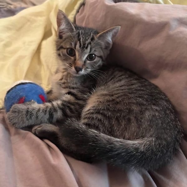 RAVI ET OLI À ADOPTER ENSEMBLE OU SEUL SI DÉJÀ UN CHAT PRÉSENT CHEZ VOUS