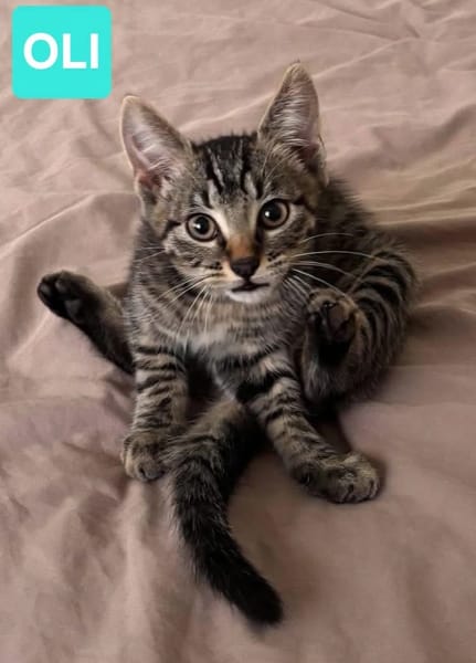 RAVI ET OLI À ADOPTER ENSEMBLE OU SEUL SI DÉJÀ UN CHAT PRÉSENT CHEZ VOUS