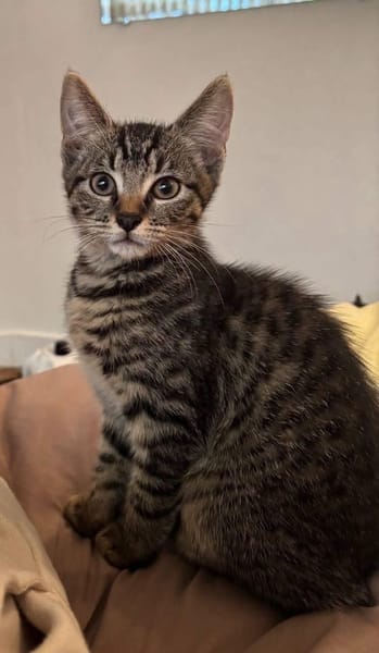 RAVI ET OLI À ADOPTER ENSEMBLE OU SEUL SI DÉJÀ UN CHAT PRÉSENT CHEZ VOUS