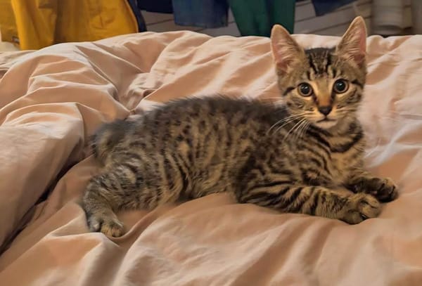 RAVI ET OLI À ADOPTER ENSEMBLE OU SEUL SI DÉJÀ UN CHAT PRÉSENT CHEZ VOUS