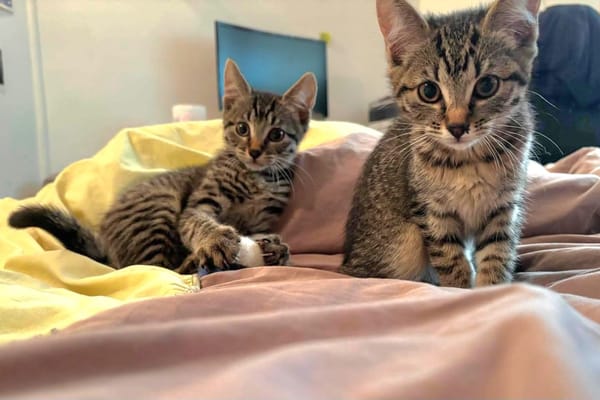 RAVI ET OLI À ADOPTER ENSEMBLE OU SEUL SI DÉJÀ UN CHAT PRÉSENT CHEZ VOUS
