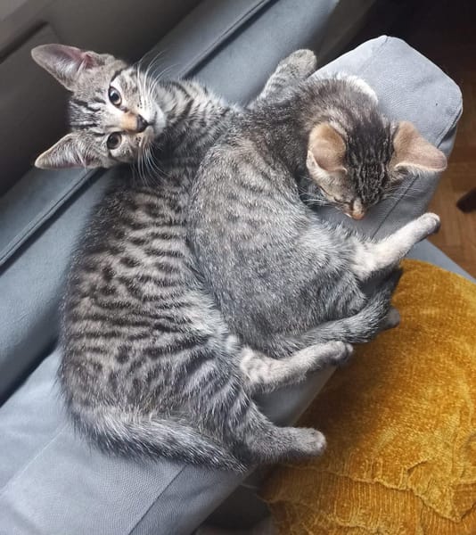 RAVI ET OLI À ADOPTER ENSEMBLE OU SEUL SI DÉJÀ UN CHAT PRÉSENT CHEZ VOUS