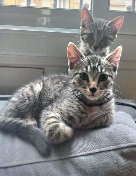 RAVI ET OLI À ADOPTER ENSEMBLE OU SEUL SI DÉJÀ UN CHAT PRÉSENT CHEZ VOUS